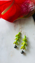 Pakalana & Tahitian Pearl earrings