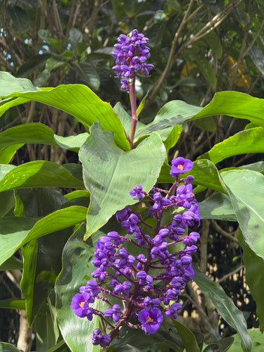 Princess Special Set-Up & 1 earring