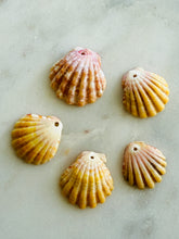 Sunrise Shells Pack A/B